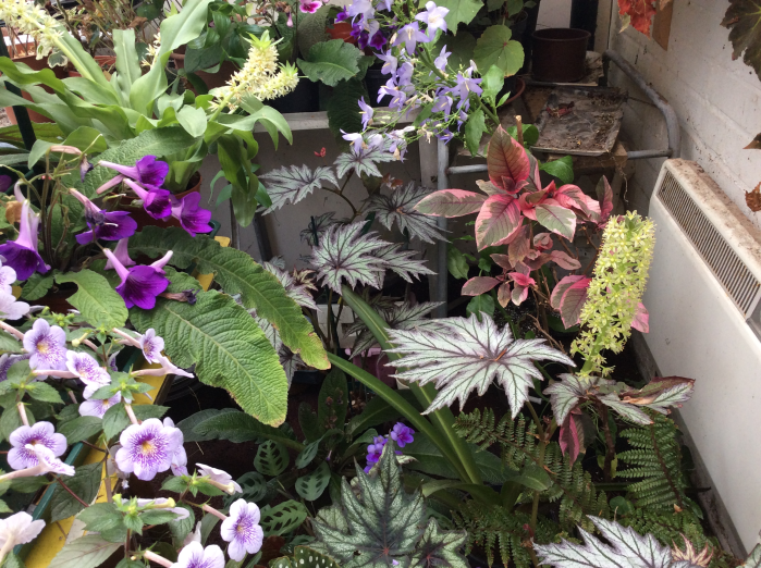 A mixed display of tropical plants grown under glass.