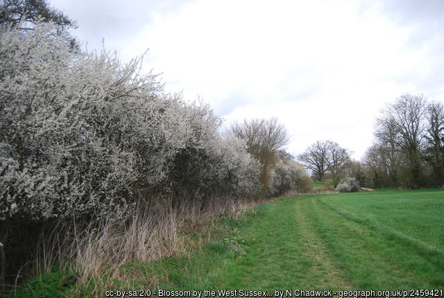A hedgerow full of Blackthorn blossom.